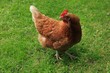 Freilandhaltung, Haushuhn, Gallus gallus domesticus, Huhn
