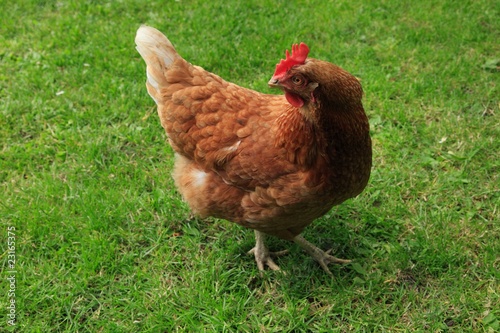 Freilandhaltung, Haushuhn, Gallus gallus domesticus, Huhn Freilandhaltung, Haushuhn, Gallus gallus domesticus, Huhn