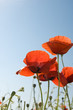 poppies