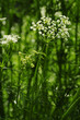 Foto: Wiesenkümmel Wiesenkümmel