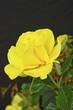 Rose jaune