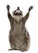 Raccoon, 2 years old, reaching up in front of white background