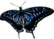 swallowtail