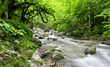 river in beautiful forest river in beautiful forest