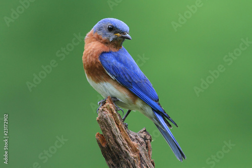 Foto: Bluebird On A Stump Bluebird On A Stump