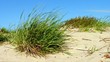 Gras in den Dünen