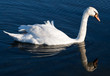 White swan with reflections on a clear blue lake