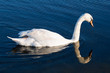 White swan with reflections on a clear blue lake