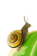 snail