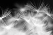 Photo en ligne au meilleur prix Macro beauty dandelion