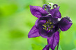 Bluebells flower head Bluebells flower head