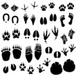 Animal Footprint Track Vector