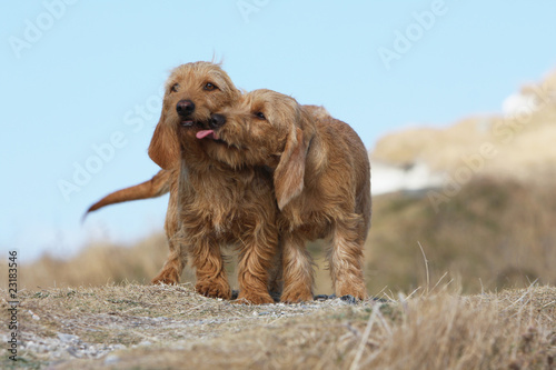 Photo: câlin de deux chiens de chasse en bord de mer câlin de deux chiens de chasse en bord de mer