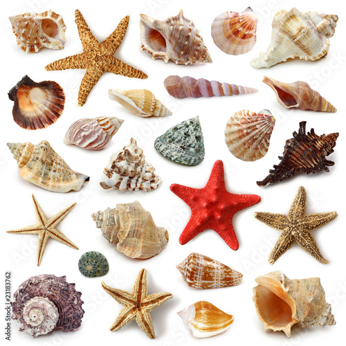 Seashell Collection Isolated On White Background