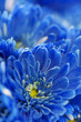 blue flowers