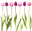 Row of tulips