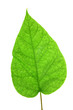Green leaf of Lilac . Design Element Green leaf of Lilac . Design Element