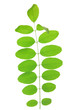 Green leaf of acacia . Design Element Green leaf of acacia . Design Element