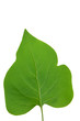 Green leaf of Lilac . Design Element Green leaf of Lilac . Design Element