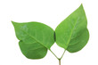 Green leaf of Lilac . Design Element Green leaf of Lilac . Design Element