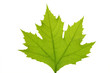Green leaf of maple . Design Element Green leaf of maple . Design Element