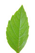 Green leaf of chestnut . Design Element Green leaf of chestnut . Design Element