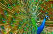 Peacock Dance