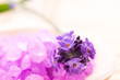 lavender flower and bath salt. spa and wellness