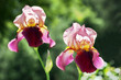 violet iris