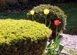 Thornhill Three Tulips 2007
