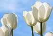 White Tulips Field