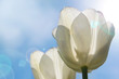 White Tulips