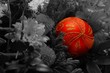 Red decoration in BW