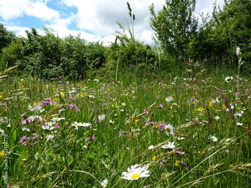 Foto: Blumenwiese Blumenwiese