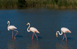 Flamingos auf Nahrungssuche