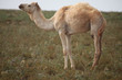 White camel on pasture