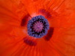 Mohnblüte Mohnblüte