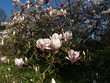 Magnolien Strauch Magnolien Strauch