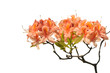Orange azalea isolated on white