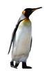 King Penguins at Volunteer Point