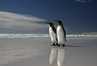King Penguins at Volunteer Point