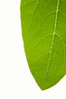 Leaf