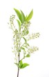 White flower