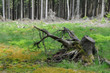 Foto: Wald Baumstumpf Wald Baumstumpf