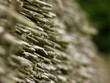 Thatched Cottage Close Up