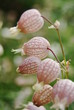 Silene vulgaris 2