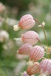 Silene vulgaris1