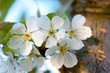 Apfelblüte im Frühjahr Apfelblüte im Frühjahr