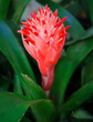 Blooming