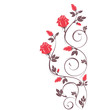 Red pink roses isolated on white Red pink roses isolated on white
